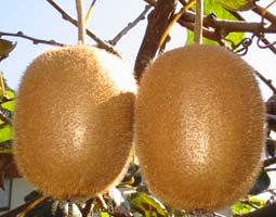 �L�E�C�t���[�c