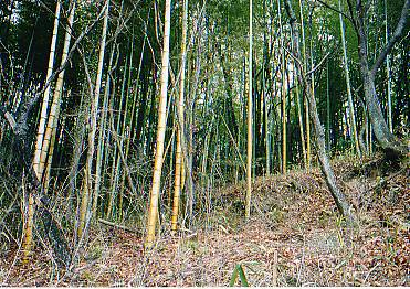 itaroh_photo3.jpg (48058 バイト)