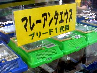 nara_20001103_17.jpg (18136 oCg)