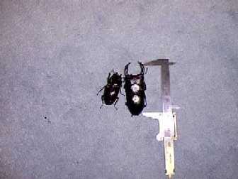 texas7348.jpg (9403 oCg)
