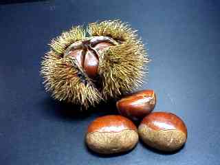 kosan_chestnut.jpg (7609 oCg)