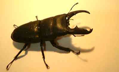 kosan_hirata71.3.jpg (5437 バイト)