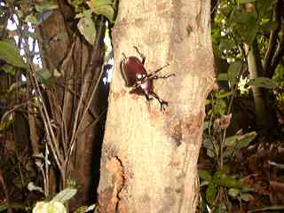 kosan_kabuto.jpg (11304 バイト)