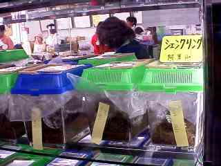 nara_ookuwa081314.jpg (11285 oCg)