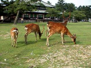 nara_parak_19990717_16.jpg (18878 oCg)