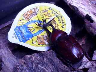 beetle_male.jpg (10632 バイト)