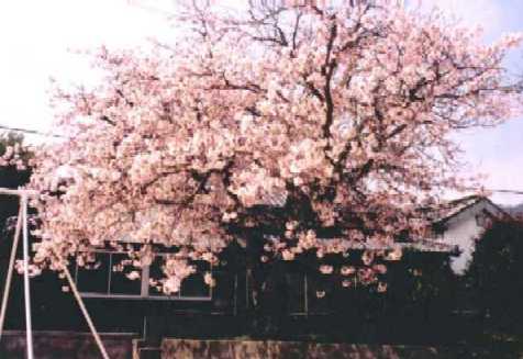 �}�C�@�x�X�g�@��