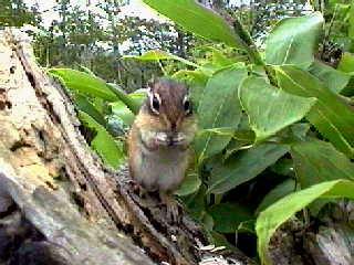 �����΂̃��X