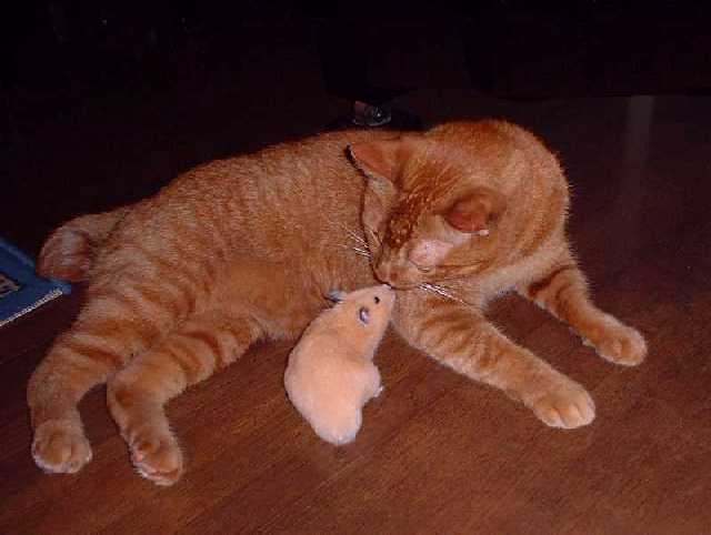 �e���I�@���ǂ����悤�ȁI�I
