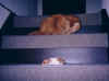 cat22.JPG (50510 �o�C�g)