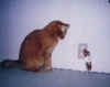 cat23.JPG (40867 �o�C�g)