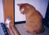cat24.JPG (53496 �o�C�g)