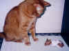 cat26.JPG (52789 �o�C�g)