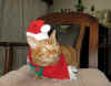 cat760.jpg (61877 �o�C�g)