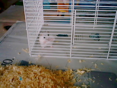 �Q�[�W�̖Ԃ����肪��