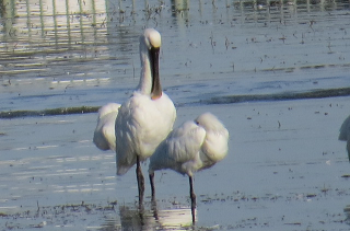 久米田池のヘラサギ