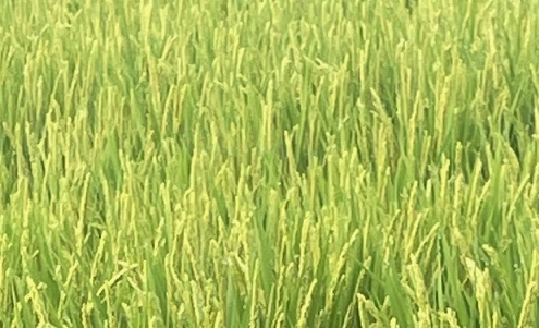 口がいたーい   舌がピリピリする～ 何度も何度も繰り返す 口内炎 そうだ！杏鹿堂に相談しよ