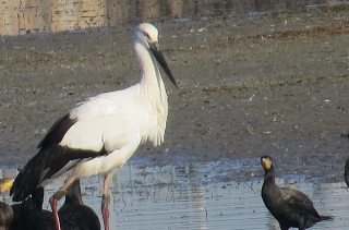 久米田池のやってきたコウノトリ