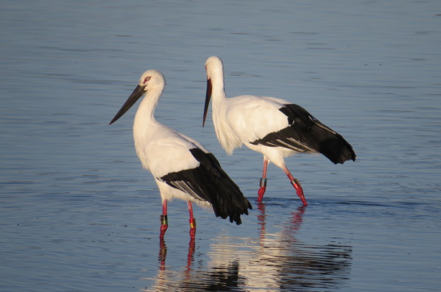 久米田池のやってきたコウノトリ