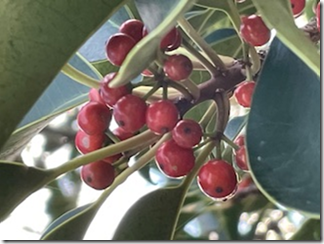 そろそろ持ちの木の実も色付き始めました