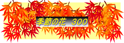 季節の花 300