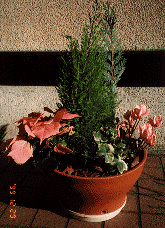 Photo(Container Garden)
