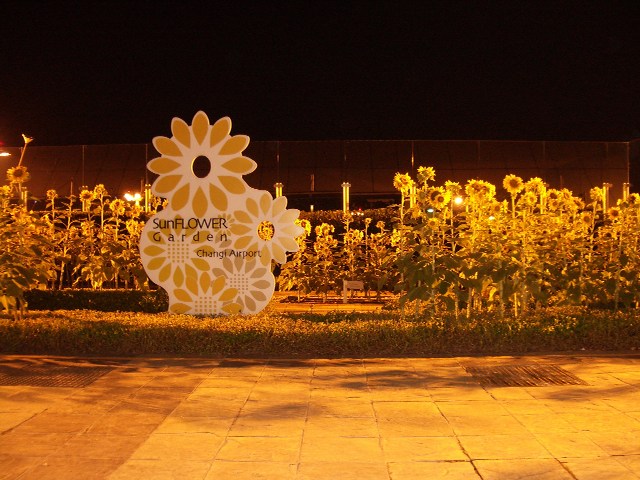 Sunflower Garden