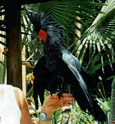 BIRD_IMAGE