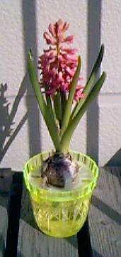 hyacinth: 13104 bytes of JPEG